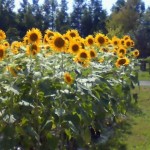 e794bbe5838f-003
