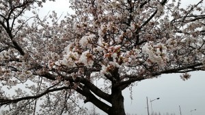 img_20180406_1256341